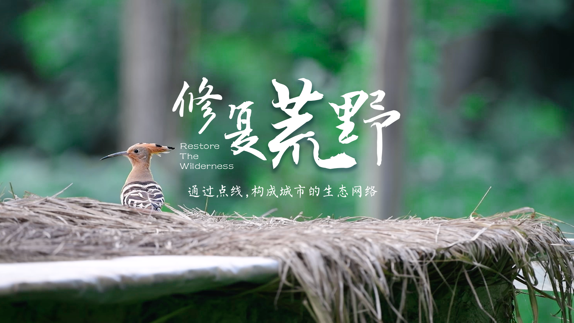 百姓話思想系列視頻第二季第十三集：《修復(fù)荒野》